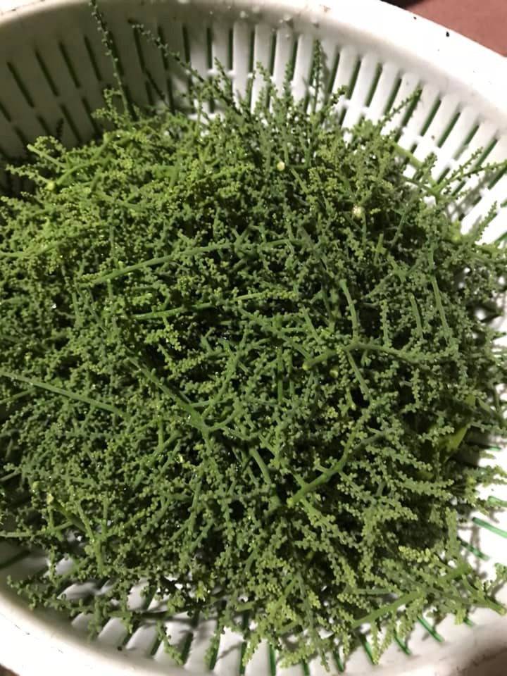 Hiện, rau ngót rừng đã được nhiều hộ trồng tại nhà nhưng số lượng không nhiều. Đây là loại cây thuộc họ thân gỗ, cây cao hơn đầu người, cành lá sum suê. Khoảng tháng 3-4, cây cho thu hoạch ngọn, lá và cả những chùm hoa ngót li ti màu xanh.