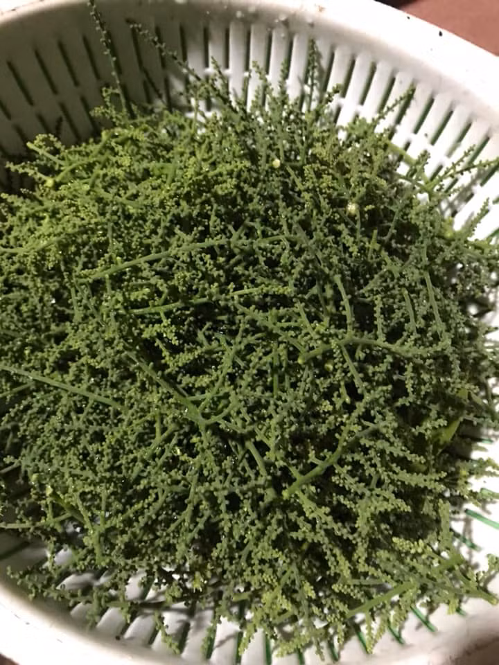 Hiện, rau ngót rừng đã được nhiều hộ trồng tại nhà nhưng số lượng không nhiều. Đây là loại cây thuộc họ thân gỗ, cây cao hơn đầu người, cành lá sum suê. Khoảng tháng 3-4, cây cho thu hoạch ngọn, lá và cả những chùm hoa ngót li ti màu xanh.