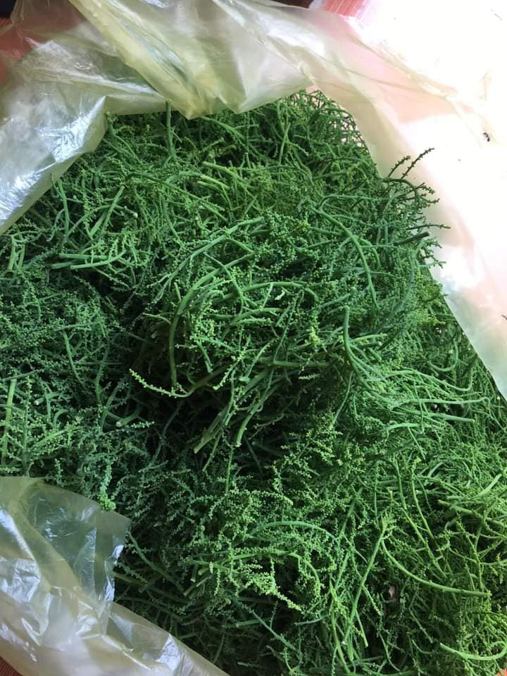 Mấy năm trước, giá hoa rau ngót rừng còn lên đến 300.000 đồng/kg.