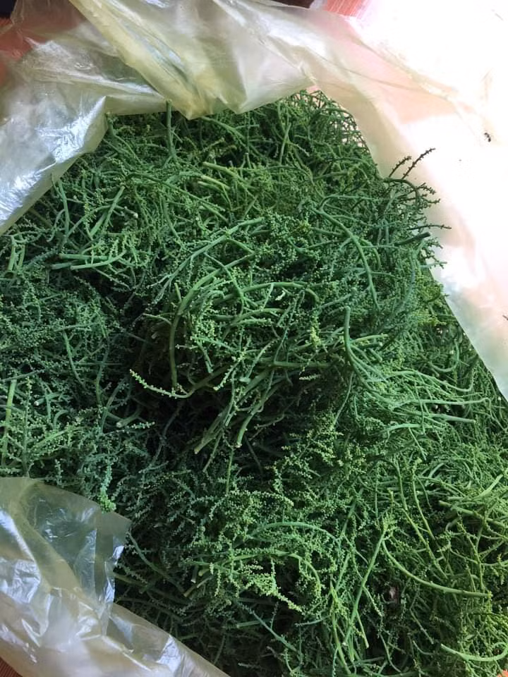 Mấy năm trước, giá hoa rau ngót rừng còn lên đến 300.000 đồng/kg.