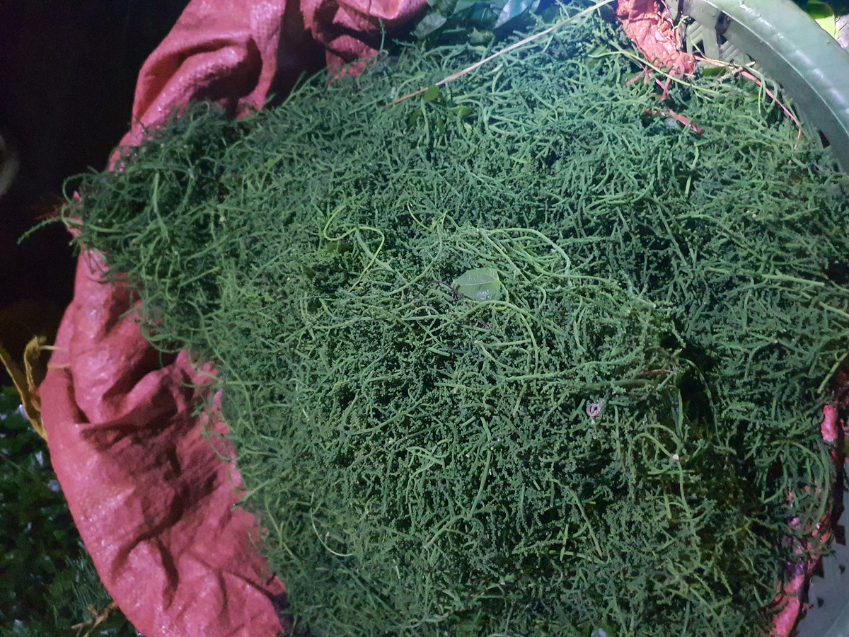 Ngọn rau ngót nhỏ nên số lượng thu hoạch không nhiều, hoa còn hiếm hơn.