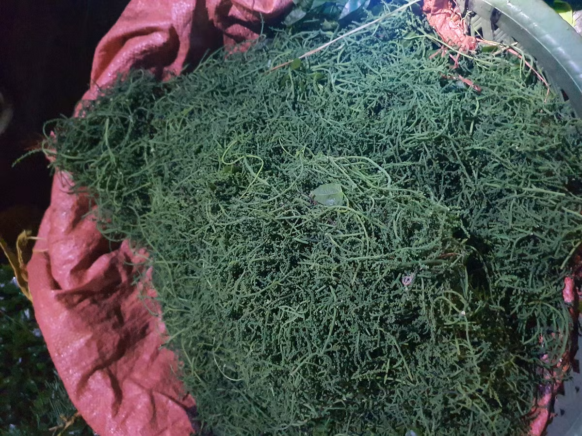 Ngọn rau ngót nhỏ nên số lượng thu hoạch không nhiều, hoa còn hiếm hơn.