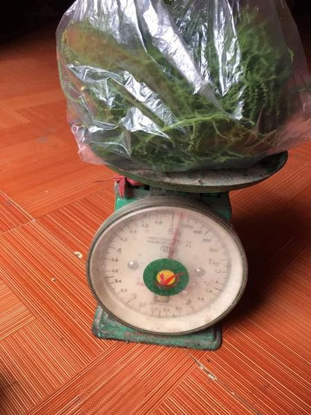 Chị Thảo, một đầu mối bán đặc sản rau rừng ở Lạng Sơn cho biết, hoa rau ngót rừng khá hiếm. Trung bình mỗi ngày chị gom được vài cân, có hôm không được cân nào.