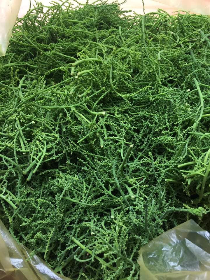 Trên thị trường, hoa rau ngót rừng có giá sỉ từ 70.000 – 80.000 đồng/kg. Còn giá lẻ, khách mua với giá hơn 100.000 đồng/kg.