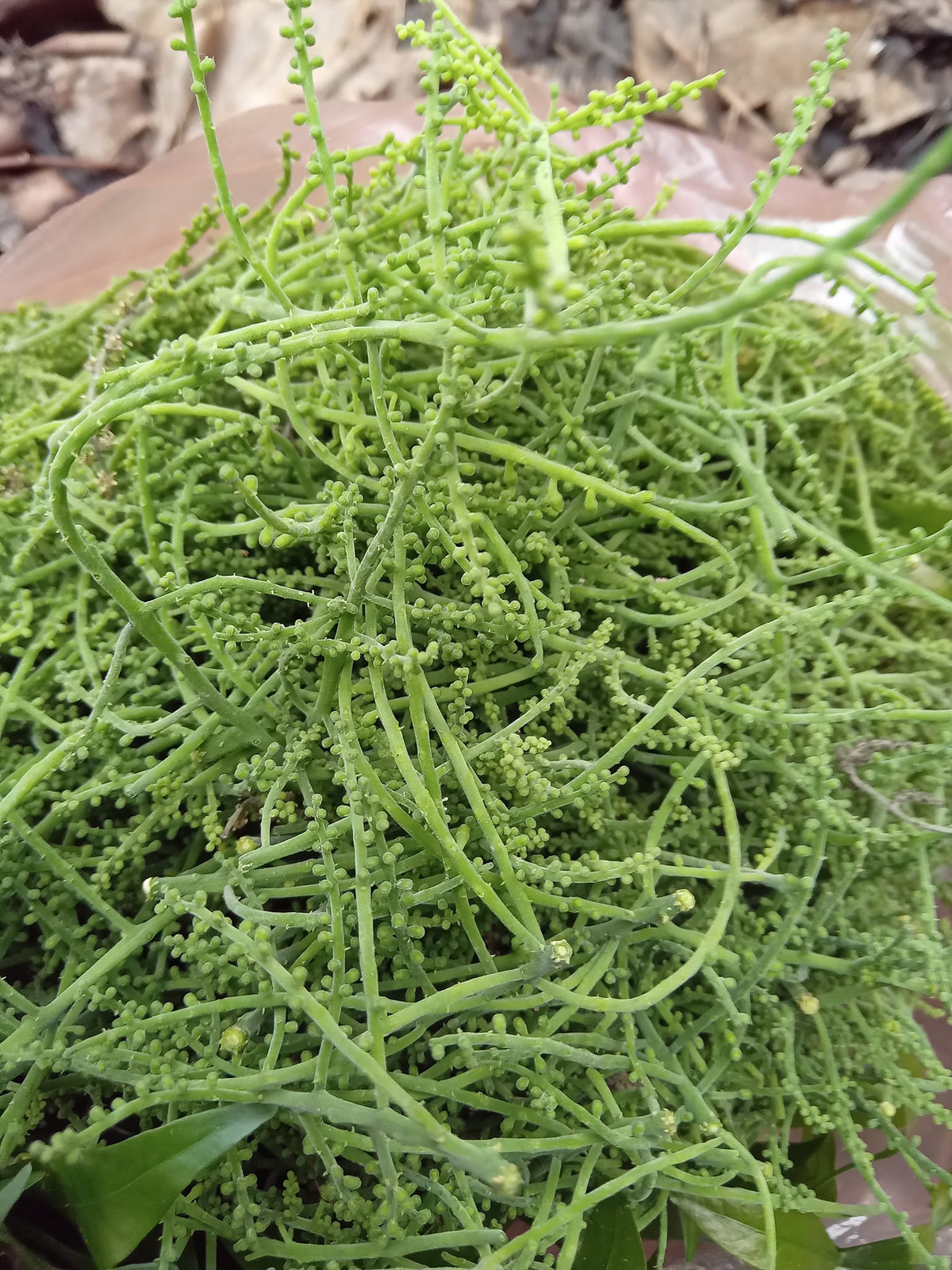 Nhiều khách muốn đặt lấy sỉ nhiều nhưng chị Thảo không nhận vì hàng khan hiếm.