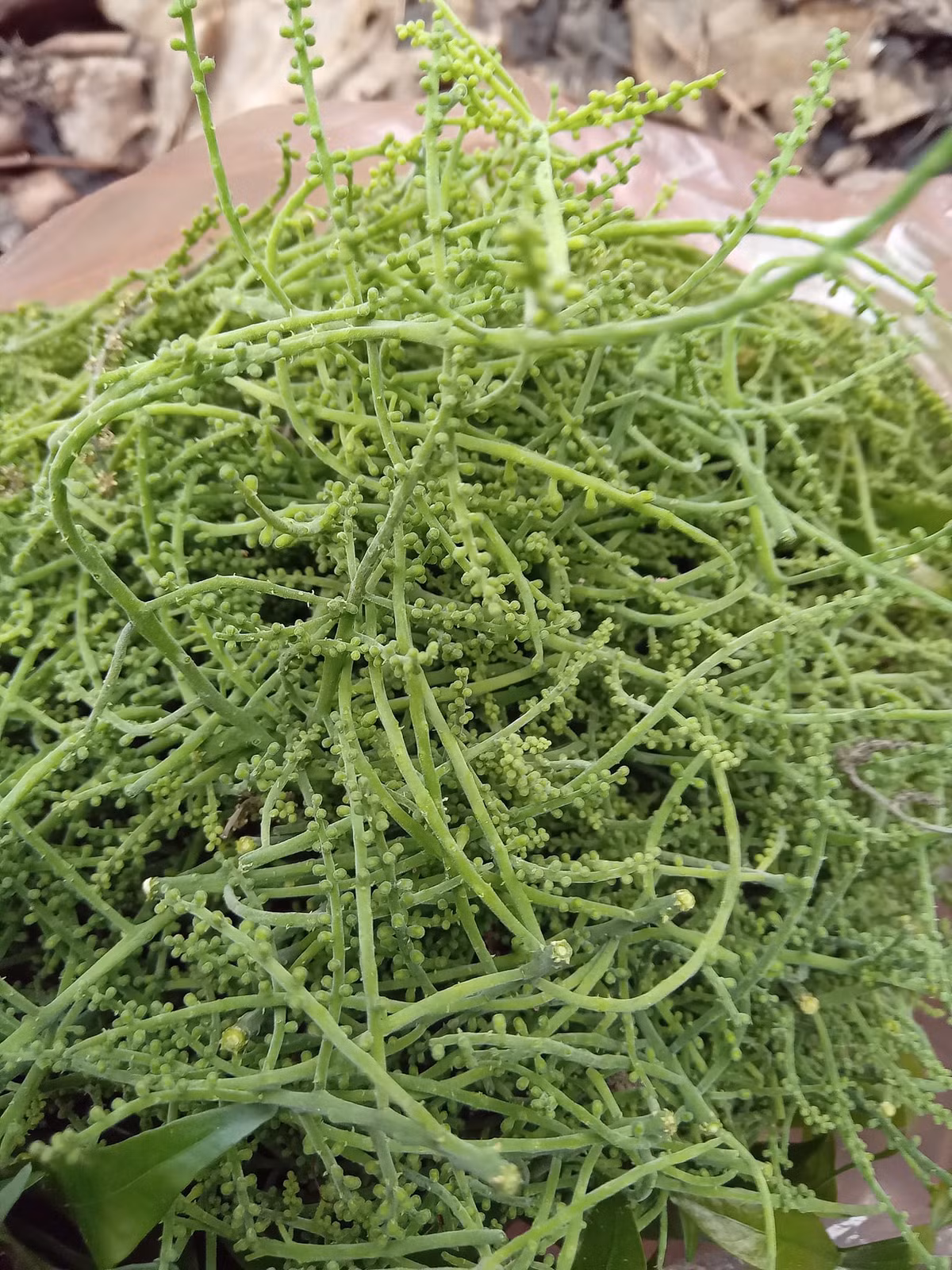 Nhiều khách muốn đặt lấy sỉ nhiều nhưng chị Thảo không nhận vì hàng khan hiếm.