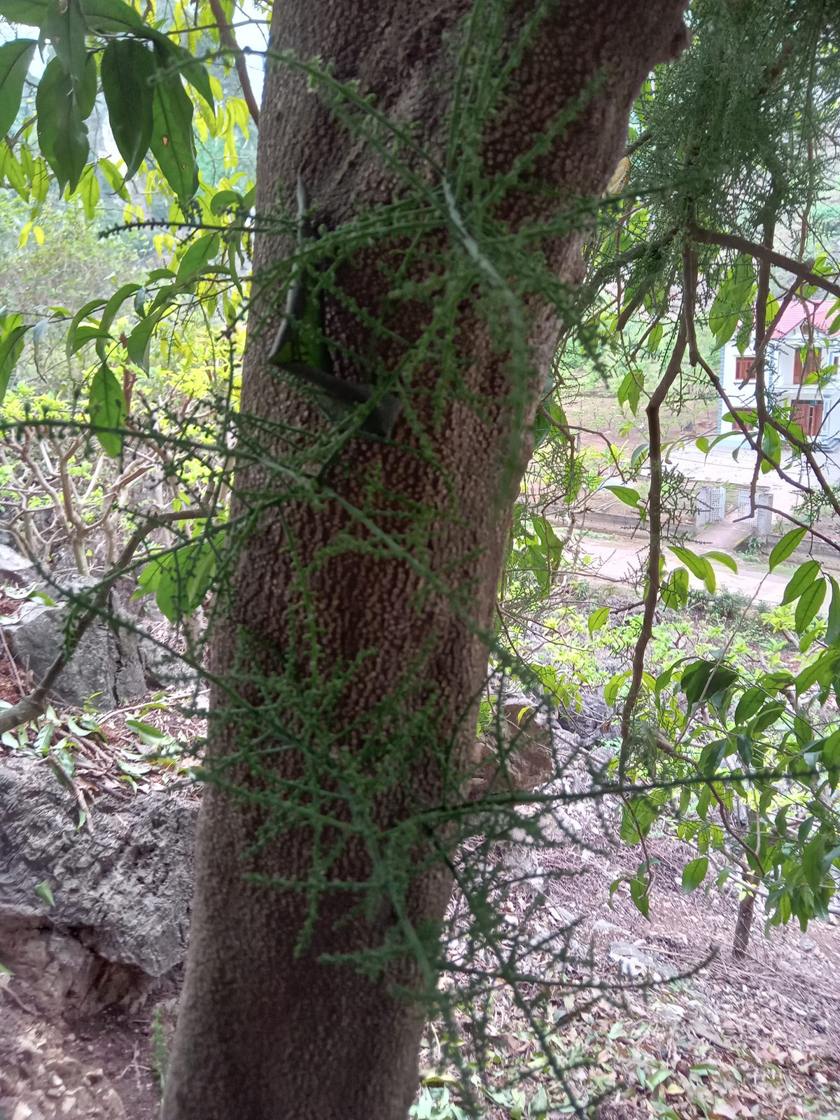 Hoa rau ngót mua về rửa sạch rồi bỏ cả chùm vào nấu canh thịt băm hoặc xào rất ngon.