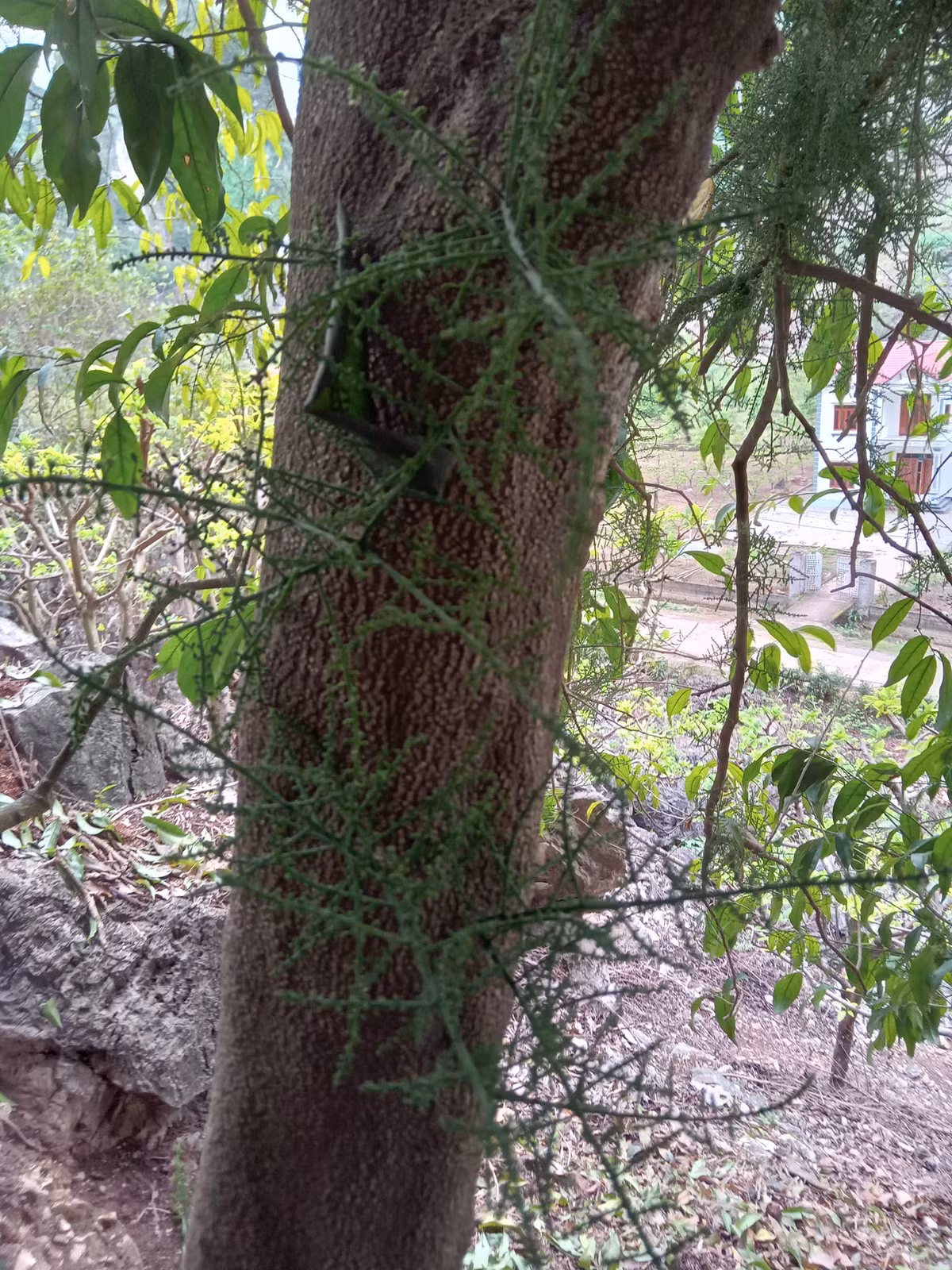 Hoa rau ngót mua về rửa sạch rồi bỏ cả chùm vào nấu canh thịt băm hoặc xào rất ngon.