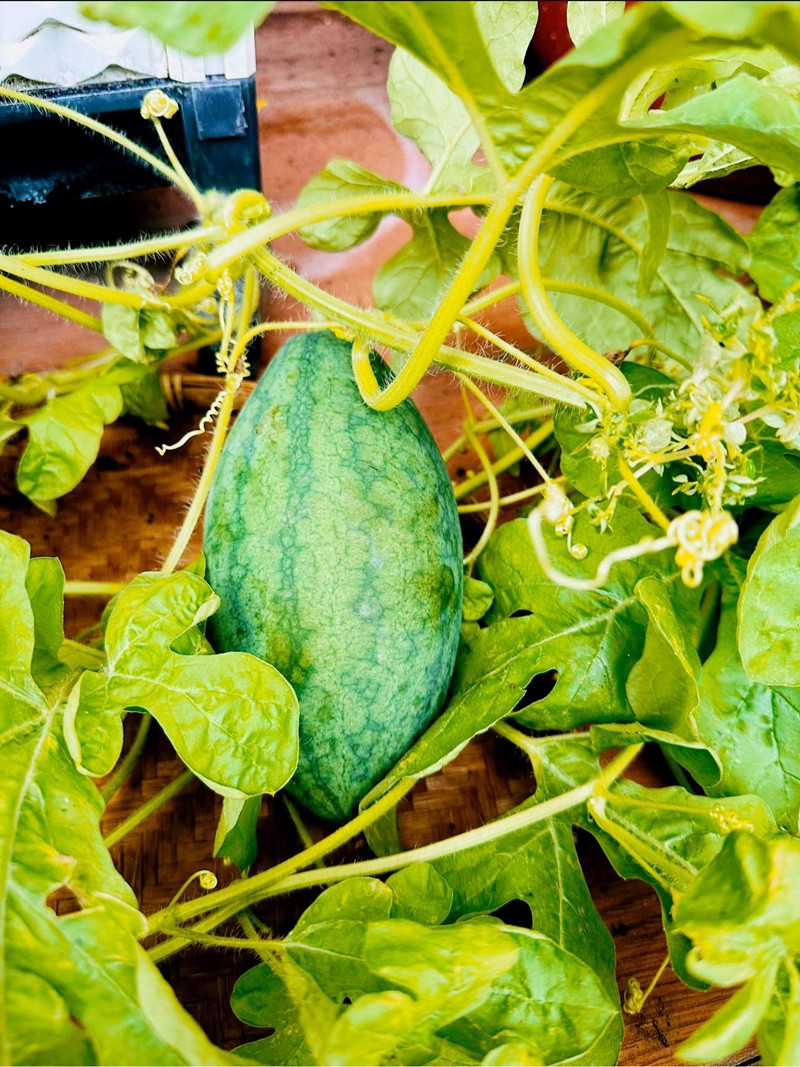 Dâu hấu nhà trồng cũng cho đã cho quả.