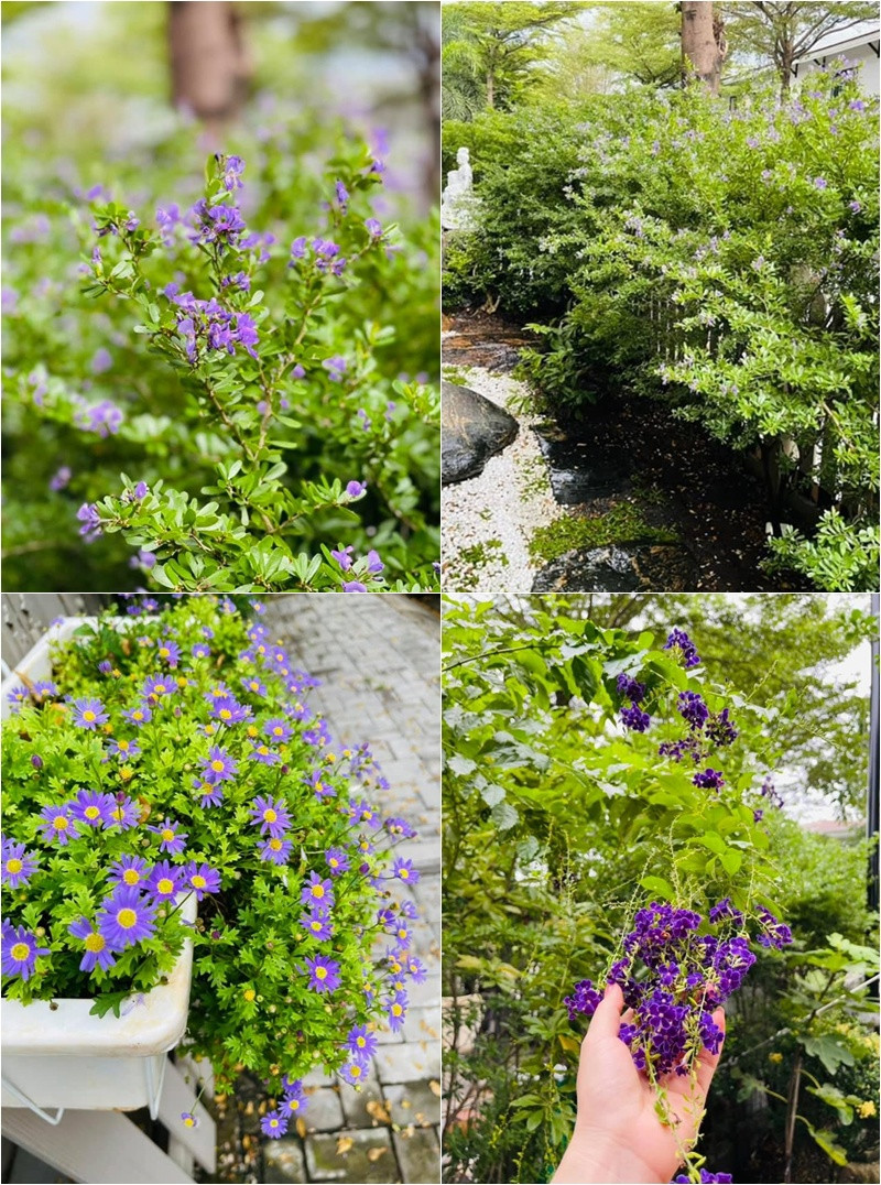 Dù bận rộn đến mấy, Nhật Kim Anh vẫn luôn dành ra thời gian cố định mỗi ngày để tự tay chăm sóc và ngắm nhìn thành quả.