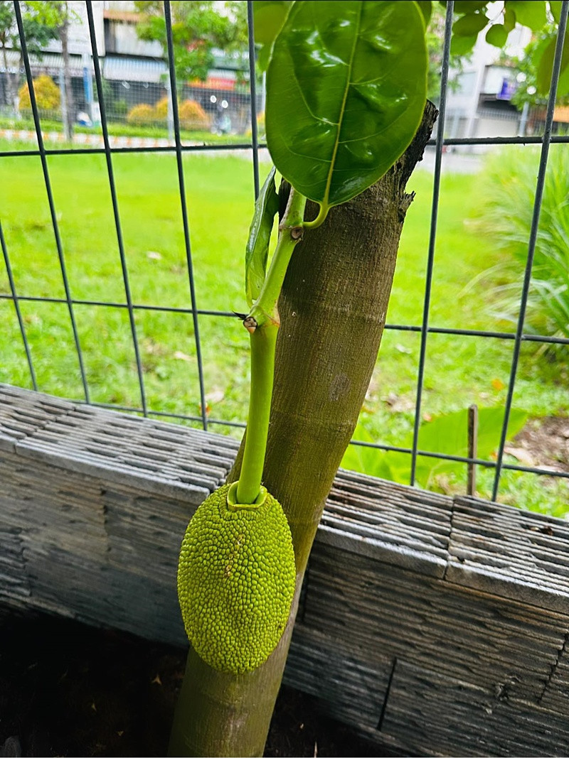 Nhật Kim Anh cho biết, trái nhiều quá nên phải bỏ bớt để nuôi cây.