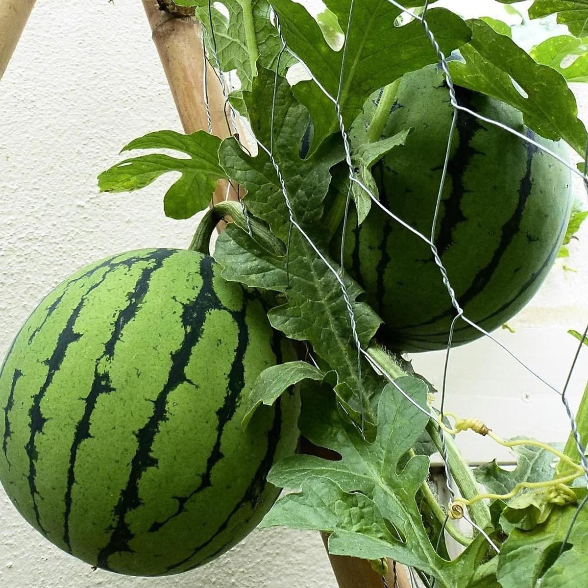 Theo trang Mjjnews, dưa hấu mini Hàn Quốc có vị ngọt hơn hẳn so với dưa hấu thường vì hàm lượng đường lên tới 13 độ Brix, so với 10 độ Brix ở các loại dưa hấu khác.