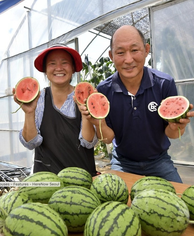 Tuy nhỏ nhưng dưa hấu táo có mức giá cao gấp 2 - 3 lần dưa hấu thường, trung bình dao động từ 5.000 - 10.000 won/kg (khoảng 100.000 - 200.000).