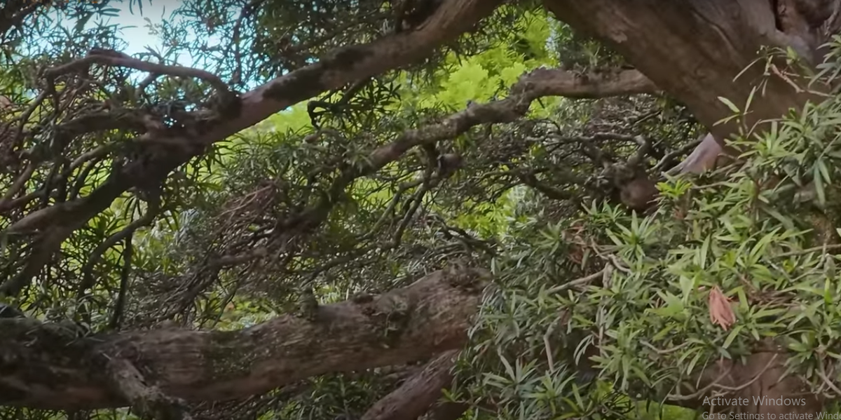 Tay hoành dài tới khoảng 7 mét.