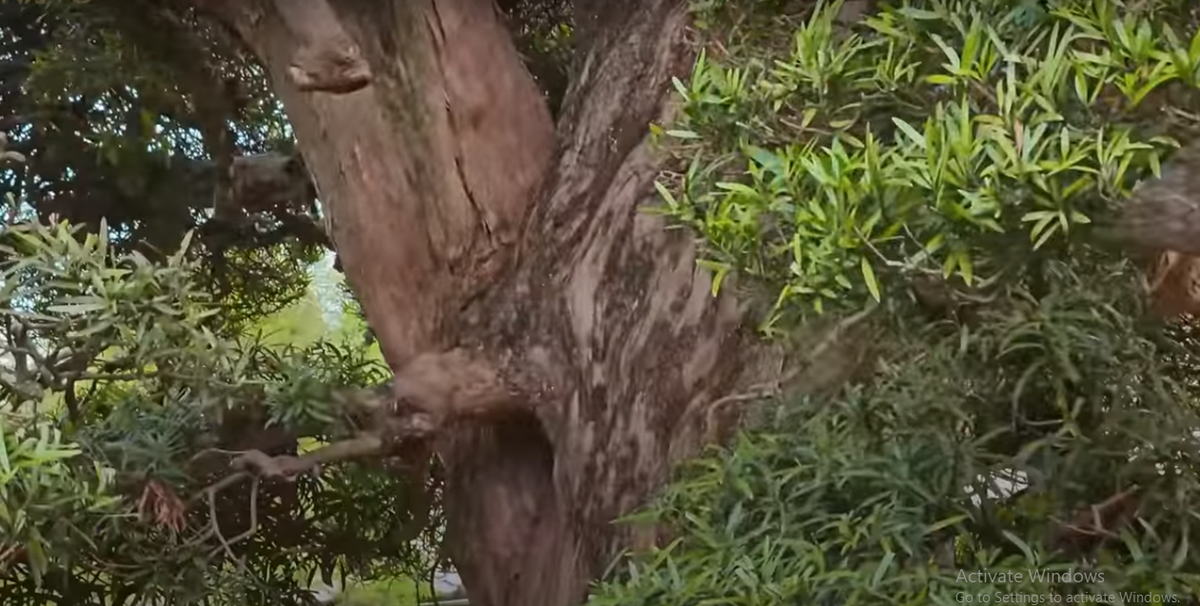 Hình dạng trên thân cây tùng la hán 800 tuổi rất cổ quái. Nguồn ảnh: chụp màn hình NhaTo