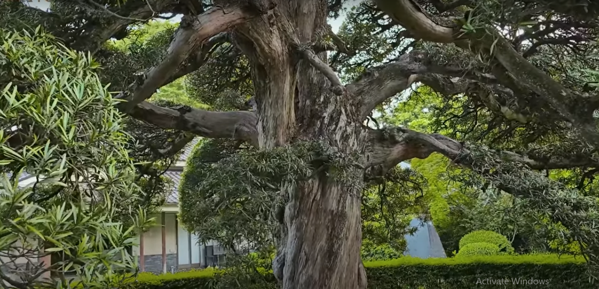 Tùng la hán là loài cây quý, tượng trưng cho vẻ đẹp, khí phách của người quân tử.