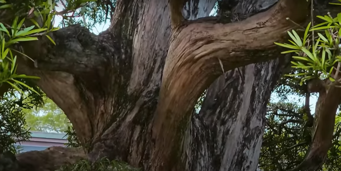 Một tay cành khác xoắn mềm mại vô cùng độc đáo.