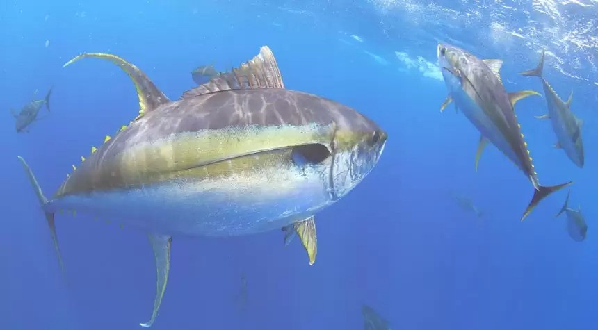 Thời điểm đó, cá ngừ không được dùng làm thực phẩm cho con người, mà thường được bán tới các xưởng chế biến thức ăn cho mèo. Đáng nói, những xưởng này cũng không muốn mua. Ngư dân bắt được cá ngừ vây xanh còn phải bỏ tiền túi để gửi chúng ra bãi rác. Ảnh: FreshToHome