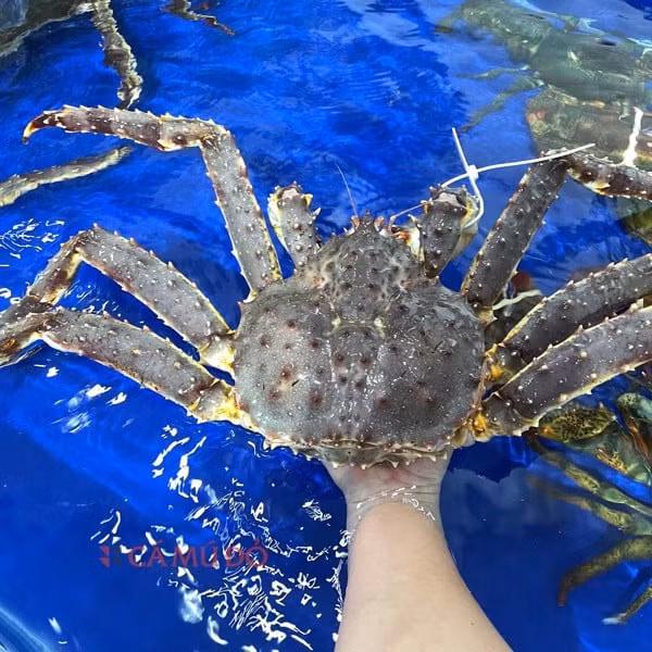 Cua hoàng đế có kích thước khá lớn, chiều rộng mai có thể lên tới 30 cm. Trọng lượng từ 4 - 10 kg. Ảnh: Camuado