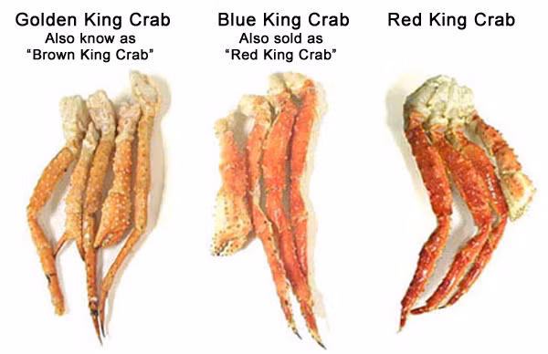 Có 3 loài cua hoàng đế ở Alaska gồm: cua hoàng đế đỏ, cua hoàng đế xanh và cua hoàng đế nâu. Chúng được tìm thấy ở các khu vực khác nhau của vùng biển Alaska. Ảnh: Fishex