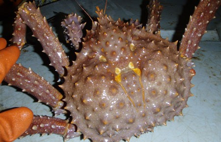 Được đánh bắt ở vùng biển xung quanh quần đảo Aleutian, cua hoàng đế nâu có màu vàng cam. Chúng có hương vị dịu nhẹ nhất trong ba loại cua hoàng đế Alaska. Ảnh: Getty