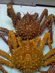 Loại cua này có giá bán thấp hơn cua hoàng đế màu xanh hoặc đỏ. Ảnh: Getty