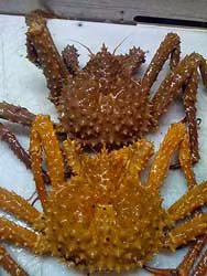 Loại cua này có giá bán thấp hơn cua hoàng đế màu xanh hoặc đỏ. Ảnh: Getty