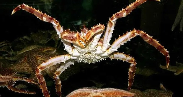 Không chỉ tại Việt Nam, cua hoàng đế cũng là hải sản được giới nhà giàu ưa chuộng. Loại cua này chủ yếu sống ở vùng biển lạnh giá Alaska. Ảnh: Bioexpedition