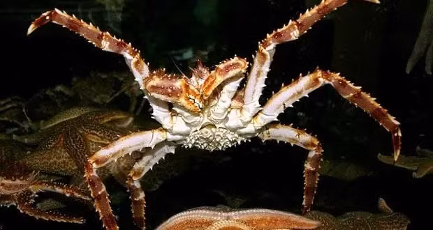 Không chỉ tại Việt Nam, cua hoàng đế cũng là hải sản được giới nhà giàu ưa chuộng. Loại cua này chủ yếu sống ở vùng biển lạnh giá Alaska. Ảnh: Bioexpedition