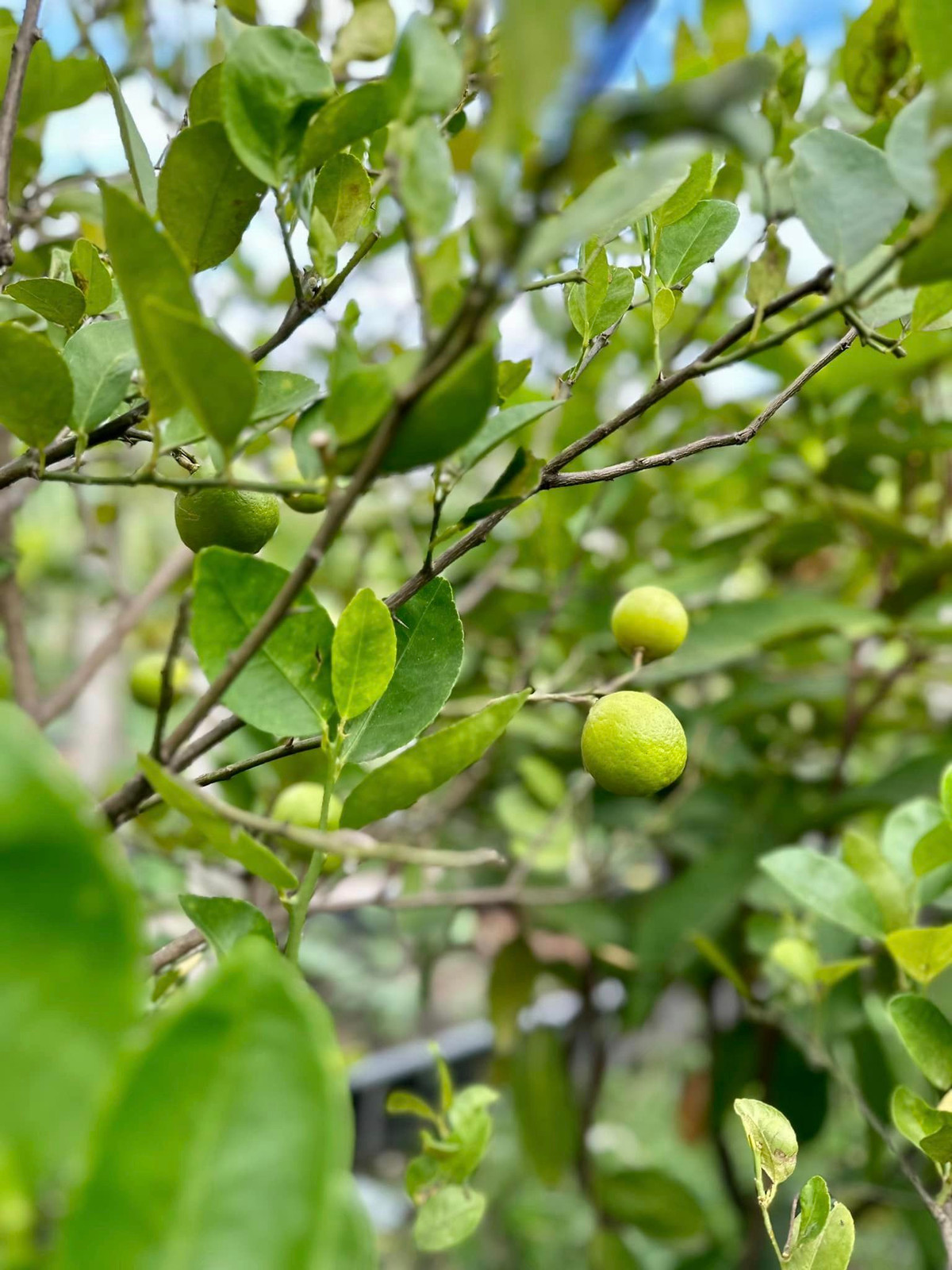 Cây chanh đậu rất nhiều trái.