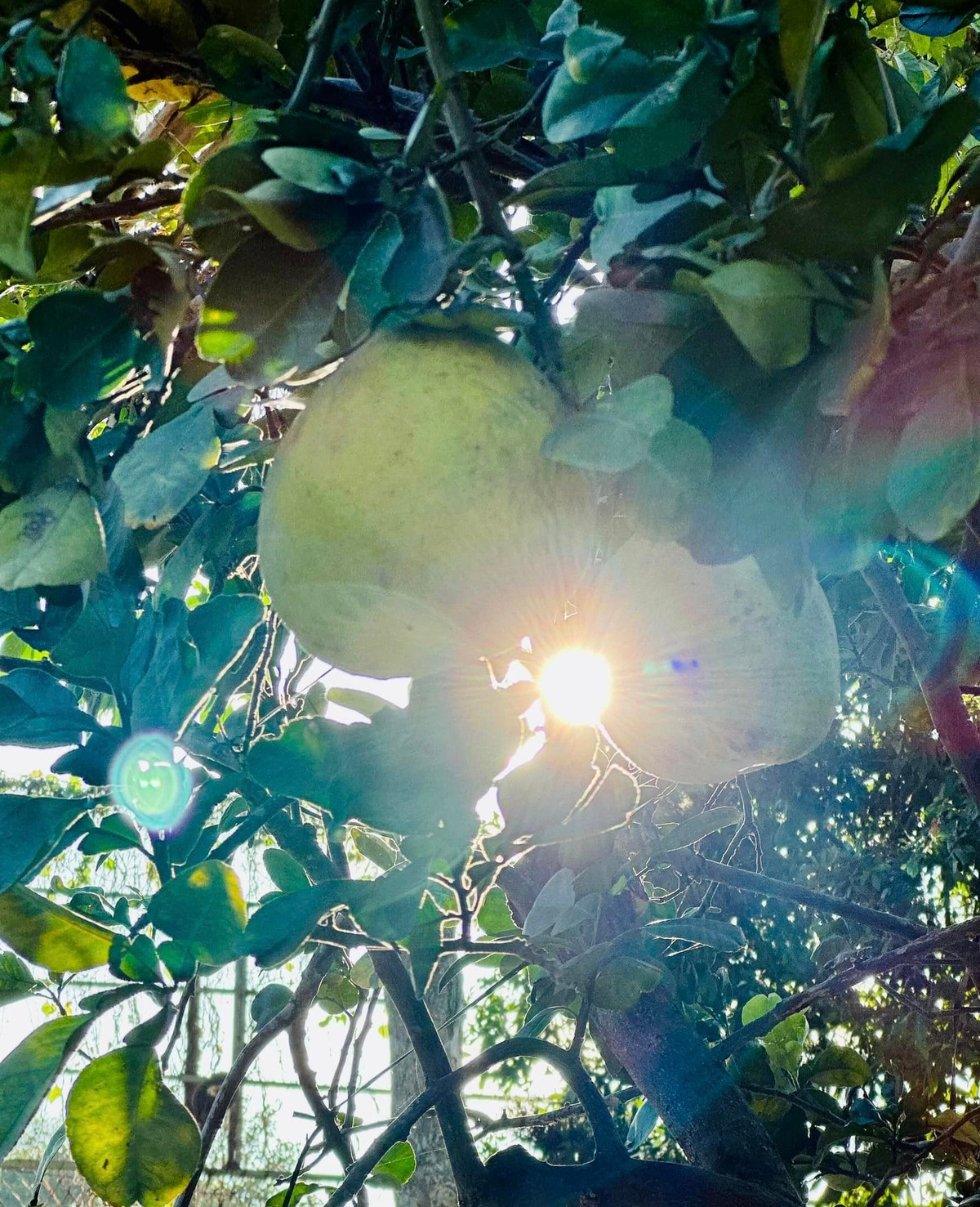 Nhiều người ví cơ ngơi của Mỹ Tâm như khu du lịch sinh thái có hồ nước, hoa lá, cây trái sum suê.