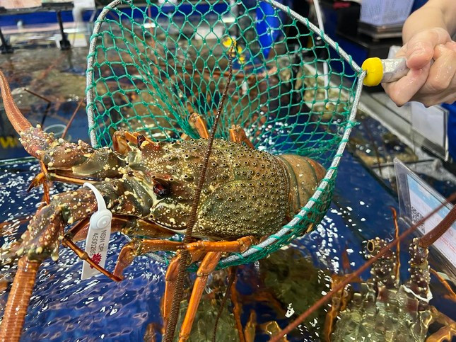 Mới đây, tôm hùm Đông Úc đã chính thức cập bến chính ngạch lần đầu tiên vào Việt Nam. Ảnh: Tiền phong