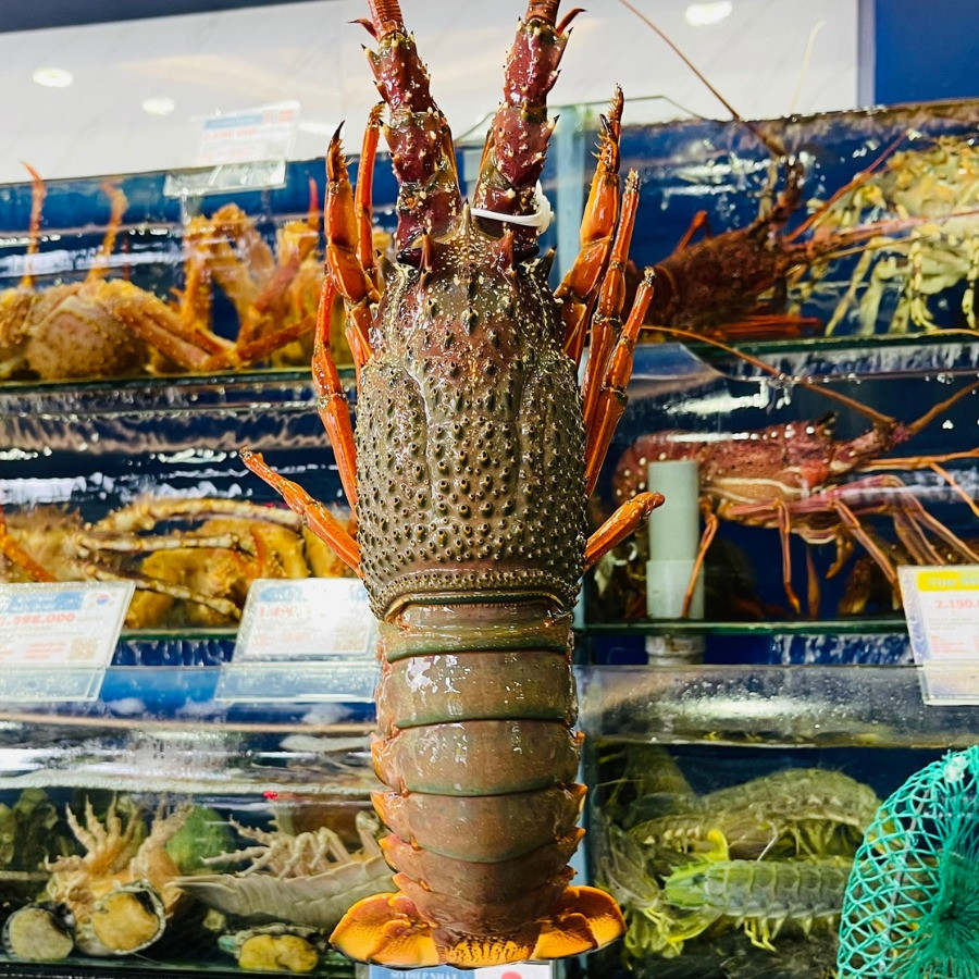 Trung bình mỗi con tôm hùm Đông Úc nặng từ 2 - 4 kg, có con đến 5 kg. Theo đó, có con giá tới trên 10 triệu đồng. Ảnh: Haisanhoangia