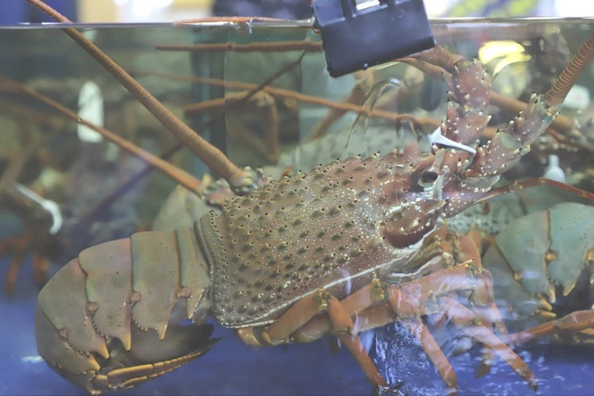 Mỗi con tôm hùm Đông Úc được bán lẻ có giá bán gần 2,3 triệu đồng/kg. Ảnh: Plo