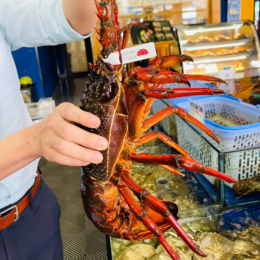 Tôm hùm Đông Úc chủ yếu đánh bắt bằng bẫy, ngư dân đều phải tuân thủ hạn ngạch về kích thước để tôm hùm có cơ hội sinh sản trước khi bị đánh bắt. Ảnh: Haisanhoangia