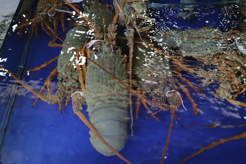 Tôm hùm Đông Úc có kích thước lớn. Những con trưởng thành có chiều dài thân từ 20 - 60 cm, cơ thể nhọn dài. Ảnh: Plo
