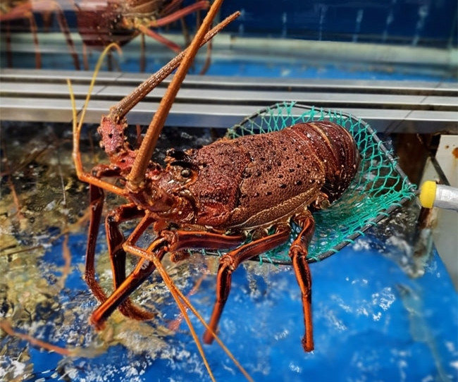 Tôm hùm Đông Úc là loài tôm hùm gai lớn nhất với phần thân màu xanh, chân màu đỏ nổi bật. Loài tôm này sống ở vùng biển New South Wales, Úc với độ sâu 200m. Ảnh: Haisanlocbien