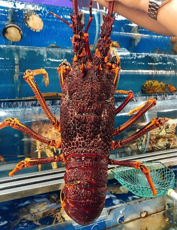 Dù giá đắt và chỉ mới nhập khẩu về Việt Nam nhưng loại hải sản này đang được đón nhận tích cực từ khách hàng. Ảnh: Haisanlocbien