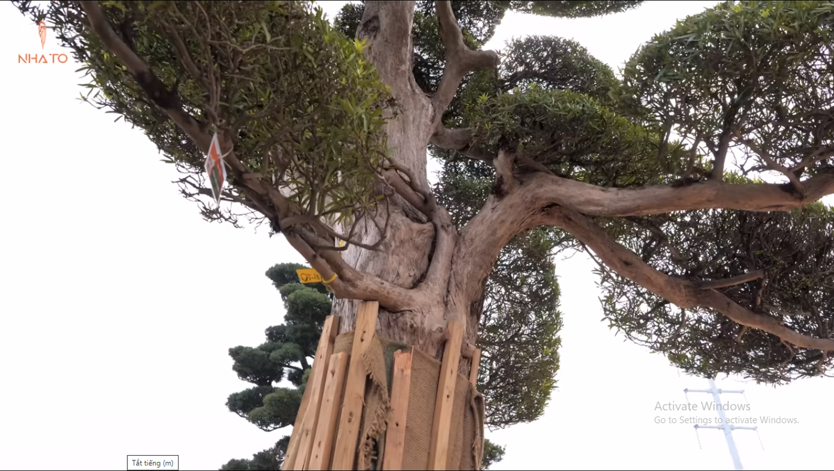 Có cây 500 tuổi vừa về chưa kịp tháo nẹp đã treo biển “đã bán”. Nẹp có tác dụng bảo vệ vỏ cây trong quá trình di chuyển.