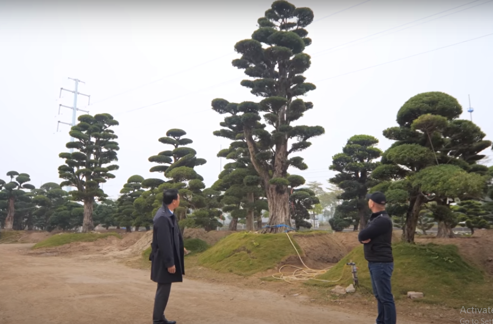 Một cây tùng khác khoảng 600 tuổi, cao tới 9m nổi bật giữa khu vườn.