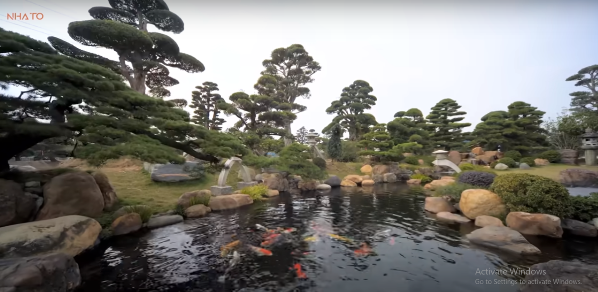 Nổi bật giữa không gian xanh mướt của cây cối là bể cá Koi đầy màu sắc.