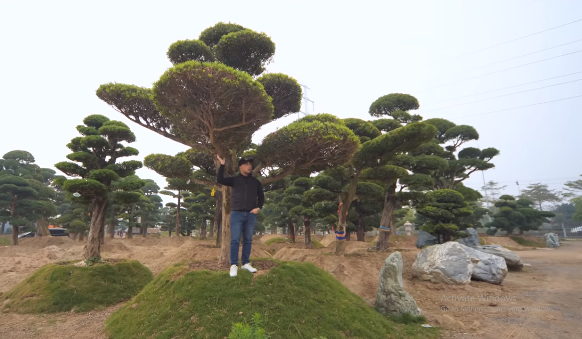 Đáng chú ý, trong vườn có một cây tùng đột biến. Gọi là đột biến với khi mới ra lá non, cây cho lộc màu đỏ, khác hoàn toàn với ộc xanh biếc như thông thường. Nguồn ảnh: chụp màn hình NhaTO