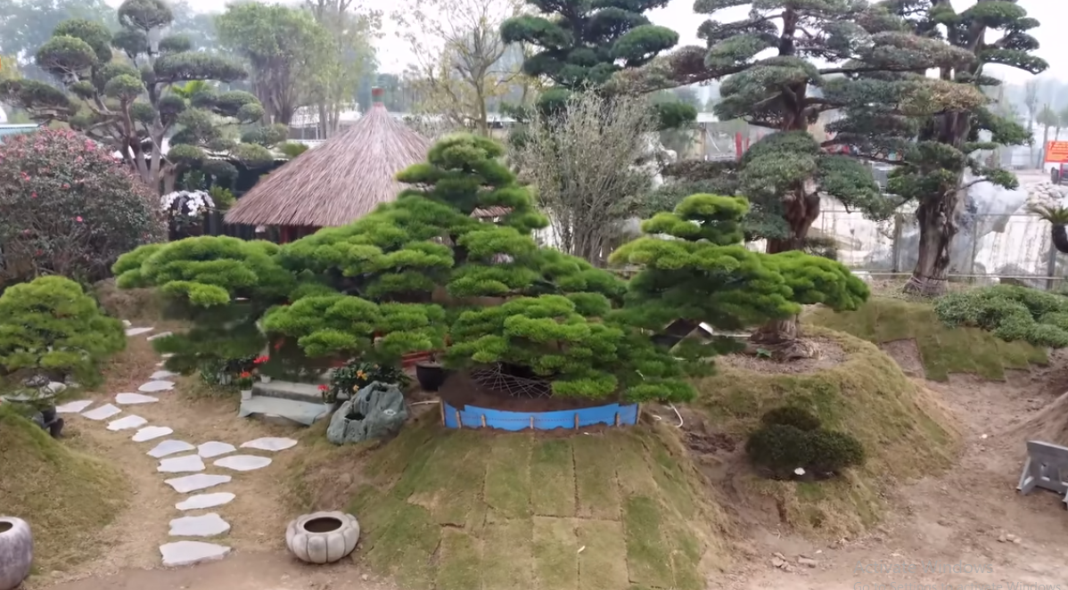 Tuyệt phẩm thông đen 400 năm tuổi, dáng tựa thuyền rồng thu hút sự chú ý của đông đảo khách tham quan.