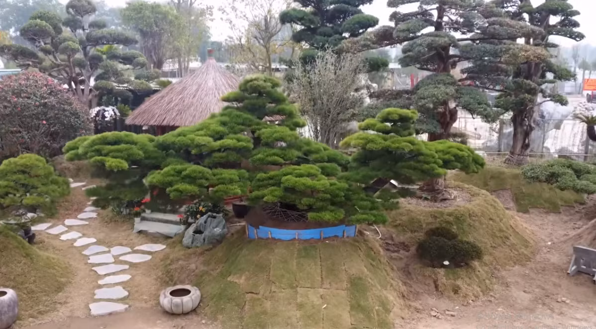 Tuyệt phẩm thông đen 400 năm tuổi, dáng tựa thuyền rồng thu hút sự chú ý của đông đảo khách tham quan.