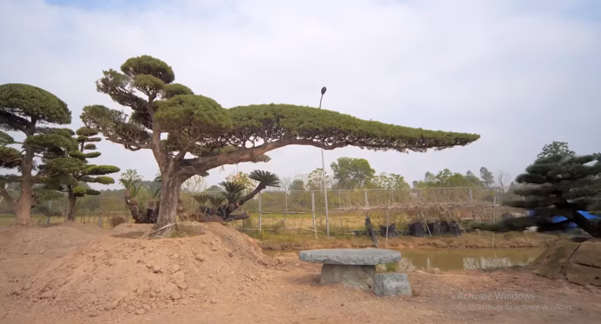 Tác phẩm thuận buồn xuôi gió có tổng chiều dài 8,8m cao chỉ 3,8m.