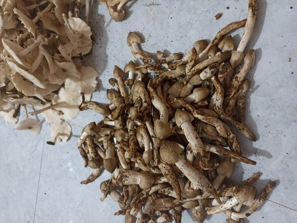 Giá nấm mối dao động từ 400.000 đến 800.000 đồng/kg, tuỳ loại, cũng có nơi giá tới hơn 1 triệu dồng/kg nhưng không có để bán. Ảnh: Kinhtedothi