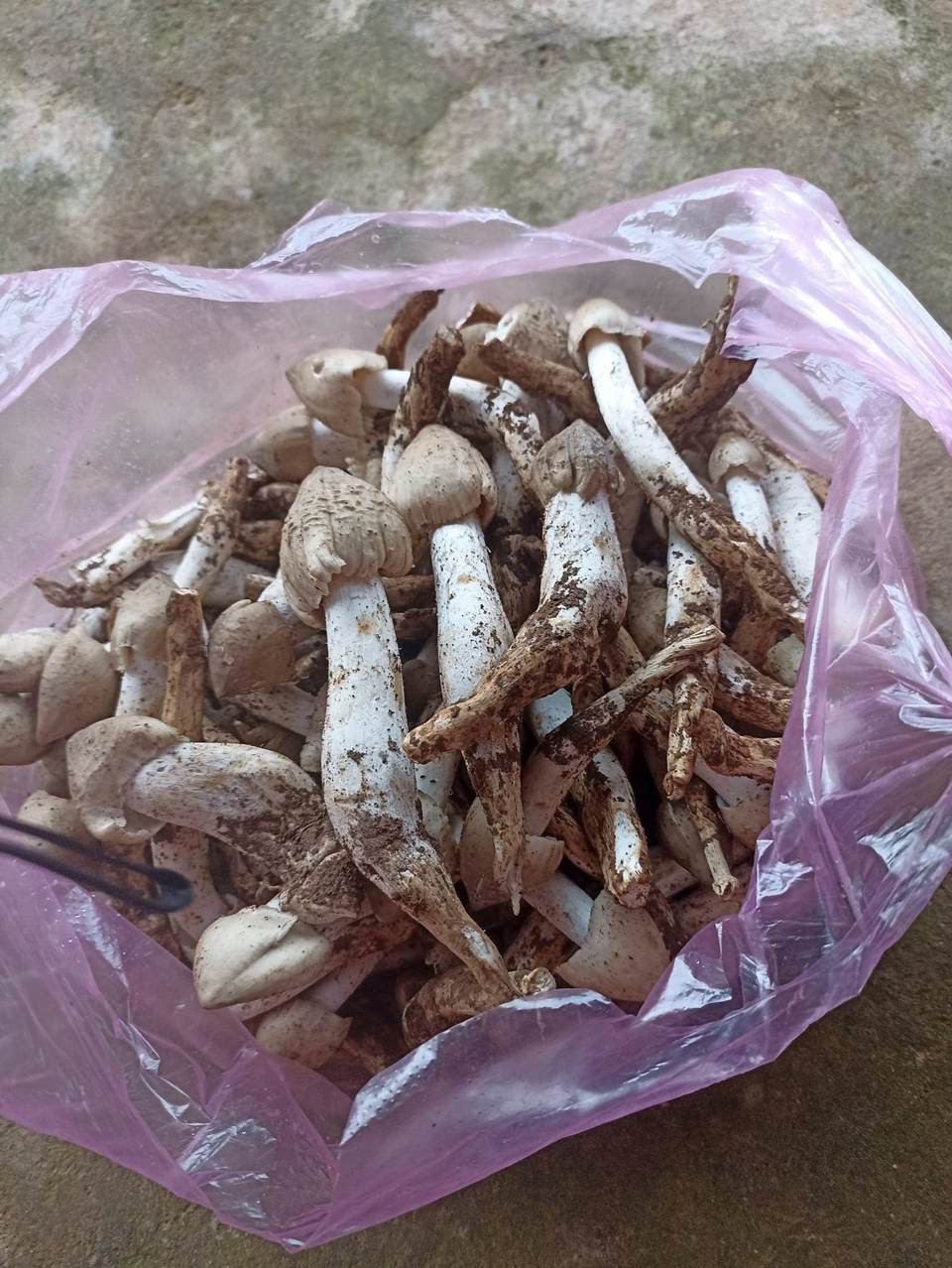 Vì thế, có những người chỉ chưa đầy một buổi sáng đã kiếm được hơn 1 triệu đồng từ việc bán nấm... Ảnh: Kinhtedothi