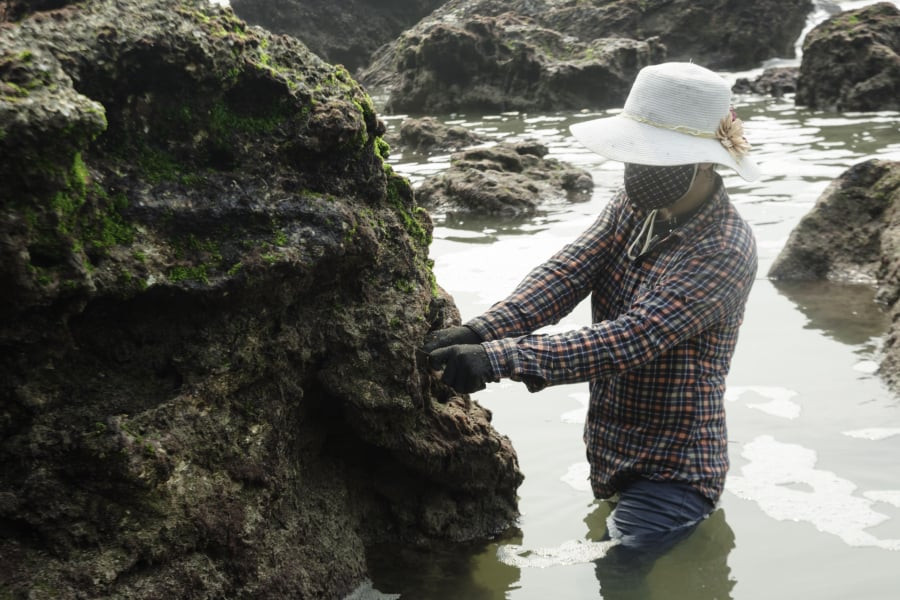 Mỗi khi thủy triều xuống, người dân làng biển lại mang đồ nghề ra biển, dầm mình trong dòng nước mặn mò, cạo rau. Ảnh: Internet