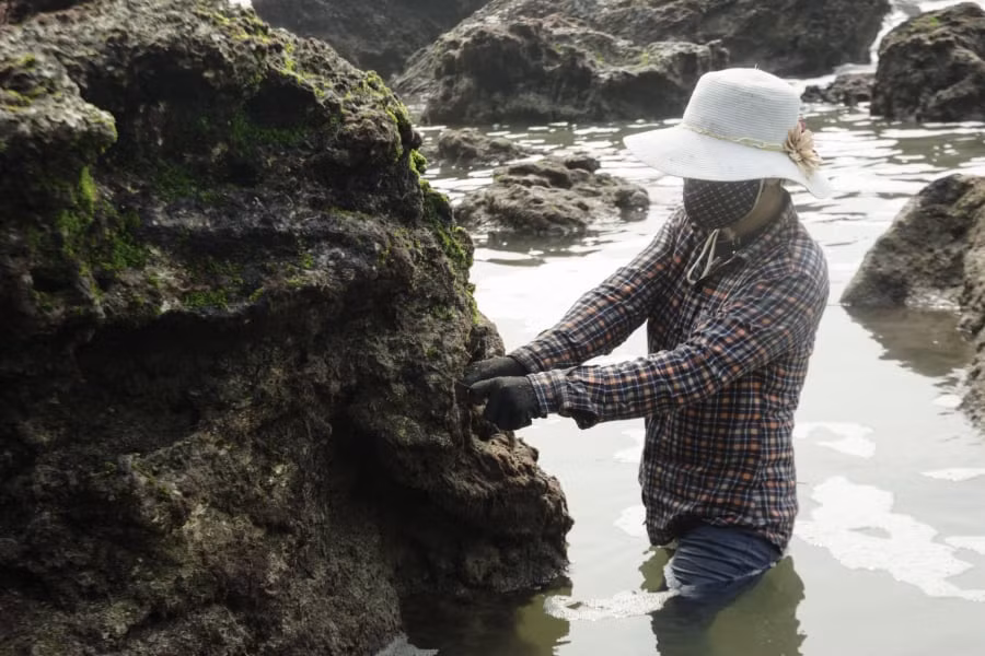 Mỗi khi thủy triều xuống, người dân làng biển lại mang đồ nghề ra biển, dầm mình trong dòng nước mặn mò, cạo rau. Ảnh: Internet