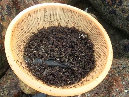 Trước đây, rau cạo được cho là món “nhà nghèo” và ít người biết đến. Tuy nhiê, những năm gần đây, loại rau dại này được ví như “lộc trời” ban cho người dân vùng biển Quỳnh Lưu. Ảnh: Dân trí